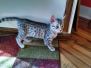 Osiris Egyptian Mau Silver Mau Dark DOB 8-7-14