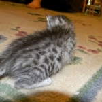 Egyptian Mau, Osiris DOB 8-7-14-800