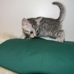 Mau Osiris dark 001-800