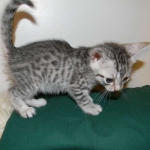 Mau Osiris, Egyptian Mau, dark 003-800