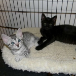 Mau Osiris, Egyptian Mau, dark 005-800