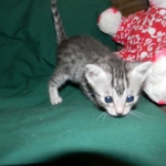 Egyptian Mau Osiris dark DOB 8-7-14 002-800