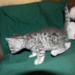 Egyptian Mau, Osiris dark DOB 8-7-14 003-800