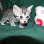 Egyptian Mau Osiris dark DOB 8-7-14 004-800