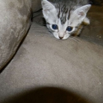 Mau Osiris, Egyptian Mau, dark DOB 8-7-14 008-800