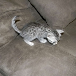 Egyptian Mau Osiris dark DOB 8-7-14 012-800