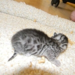 Mau silver male Darker #2 DOB 8-7-14 002-800