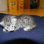 Egyptian Mau, silver male Darker  DOB 8-7-14 001-800