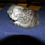 Egyptian Mau, silver male Darker  DOB 8-7-14 002-800