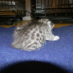 Egyptian Mau, silver male Darker  DOB 8-7-14 006-800