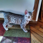 Osiris, Egyptian Mau11-14