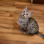 Osiris Egyptian Mau 12-14