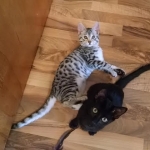 Osiris, Egyptian Mau, and Raja, Savannah a 12-14