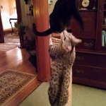 Osirus, Egyptian Mau male and Raja F-6 Savannah female.jpg