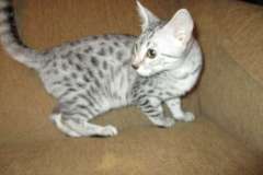 Patchouli, Egyptian Mau, Silver spotted Female DOB 4-28-17 Furreverspots