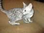 Patchouli, Egyptian Mau, Silver spotted Female DOB 4-28-17 Furreverspots