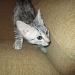 Egyptian Mau, Silver, Female, DOB 4-28-17