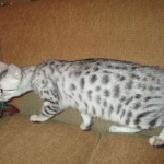 Egyptian Mau, Silver, Female, DOB 4-28-17
