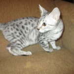Egyptian Mau, Silver, Female, DOB 4-28-17