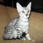 Egyptian Mau, Silver, Female, DOB 4-28-17