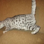 Egyptian Mau, Silver, Female, DOB 4-28-17
