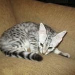 Egyptian Mau, Silver, Female, DOB 4-28-17