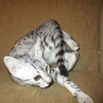 Egyptian Mau, Silver, Female, DOB 4-28-17