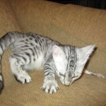 Egyptian Mau, Silver, Female, DOB 4-28-17