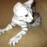 Egyptian Mau, Silver, Female, DOB 4-28-17