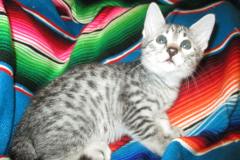 Sophie, Egyptian Mau, Silver spotted female, DOB 8-13-17