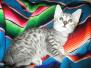 Sophie, Egyptian Mau, Silver spotted female, DOB 8-13-17