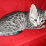 Egyptian Mau, Silver Spotted, Female DOB 8-13-17