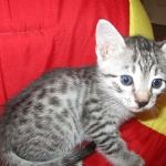 Egyptian Mau, Silver Spotted, Female DOB 8-13-17