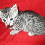 Egyptian Mau, Silver Spotted, Female DOB 8-13-17