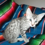 Egyptian Mau, Silver Spotted, Female DOB 8-13-17