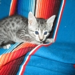 Egyptian Mau, Silver Spotted, Female DOB 8-13-17