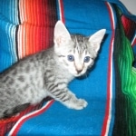Egyptian Mau, Silver Spotted, Female DOB 8-13-17