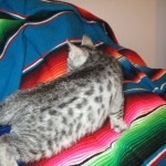 Egyptian Mau, Silver Spotted, Female DOB 8-13-17