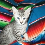 Egyptian Mau, Silver Spotted, Female DOB 8-13-17