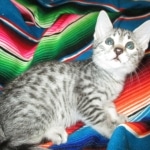 Egyptian Mau, Silver Spotted, Female DOB 8-13-17