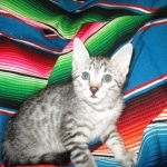 Egyptian Mau, Silver Spotted, Female DOB 8-13-17