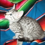 Egyptian Mau, Silver Spotted, Female DOB 8-13-17