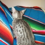 Mau, silver Male, DOB 7-25-17