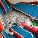 Mau, silver Male, DOB 7-25-17