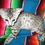 Mau, silver Male, DOB 7-25-17