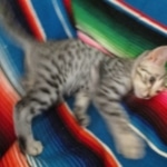 Mau, silver Male, DOB 7-25-17