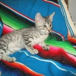 Mau, silver Male, DOB 7-25-17