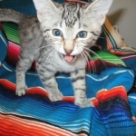 Mau, silver Male, DOB 7-25-17