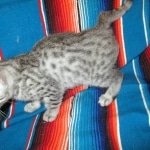 Mau, silver Male, DOB 7-25-17