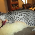 Mau, silver Male, DOB 7-25-17